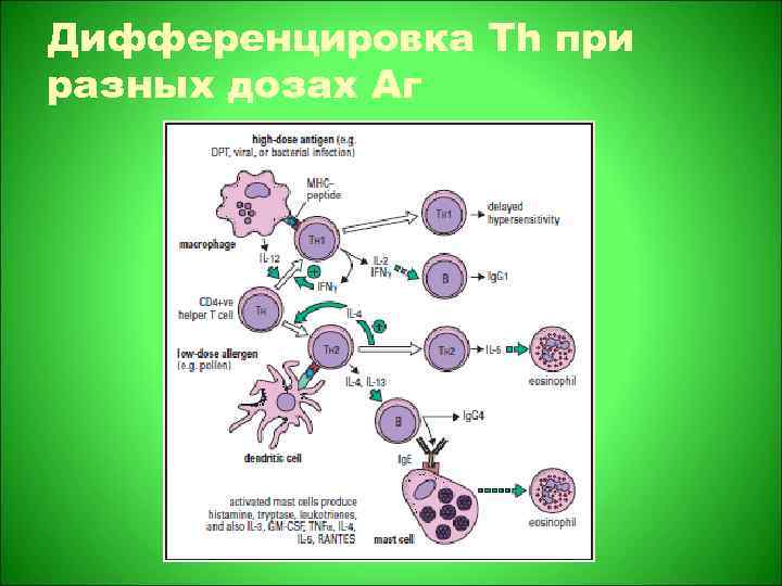 Дифференцировка Тh при разных дозах Аг 