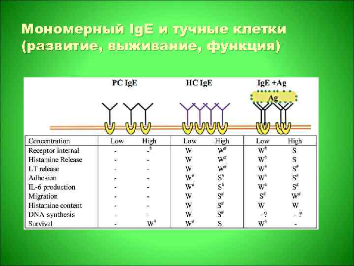 Мономерный Ig. E и тучные клетки (развитие, выживание, функция) 