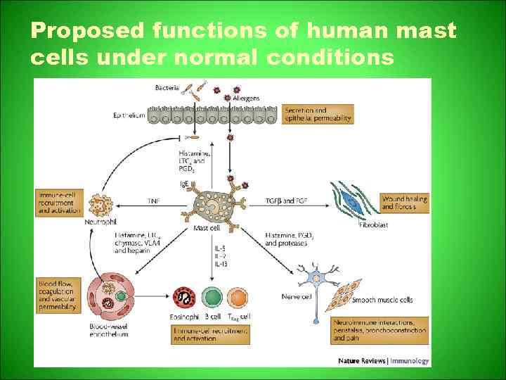 Proposed functions of human mast cells under normal conditions 