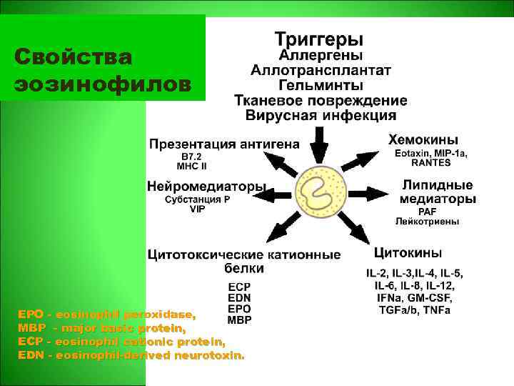 Свойства эозинофилов EPO - eosinophil peroxidase, MBP - major basic protein, ECP - eosinophil