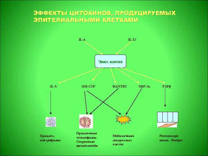 ЭФФЕКТЫ ЦИТОКИНОВ, ПРОДУЦИРУЕМЫХ ЭПИТЕЛИАЛЬНЫМИ КЛЕТКАМИ IL-4 IL-13 Эпит. клетка IL-8 Привлеч. нейтрофилов GM-CSF Привлечение