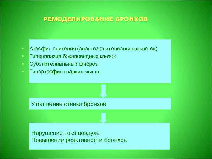 РЕМОДЕЛИРОВАНИЕ БРОНХОВ § § Атрофия эпителия (апоптоз эпителиальных клеток) Гиперплазия бокаловидных клеток Субэпителиальный фиброз