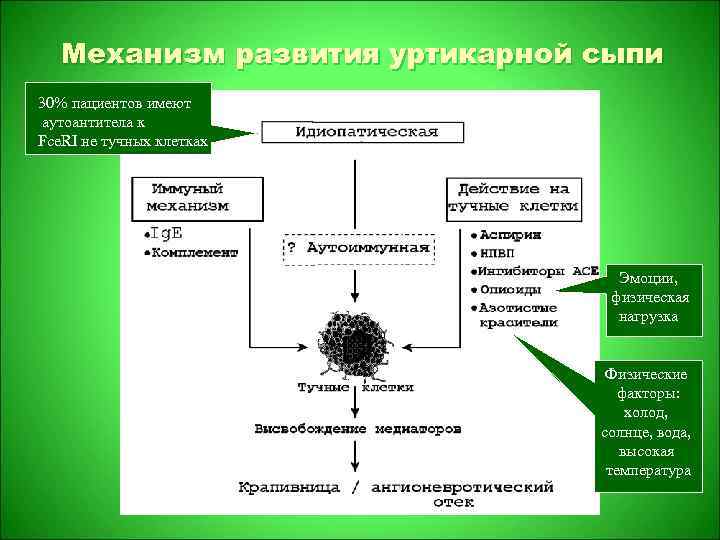 Механизм развития уртикарной сыпи 30% пациентов имеют аутоантитела к Fce. RI не тучных клетках