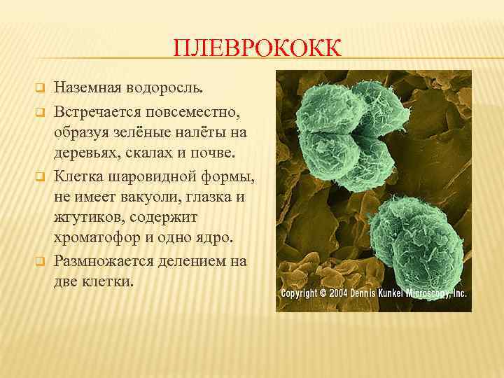 ПЛЕВРОКОКК q q Наземная водоросль. Встречается повсеместно, образуя зелёные налёты на деревьях, скалах и