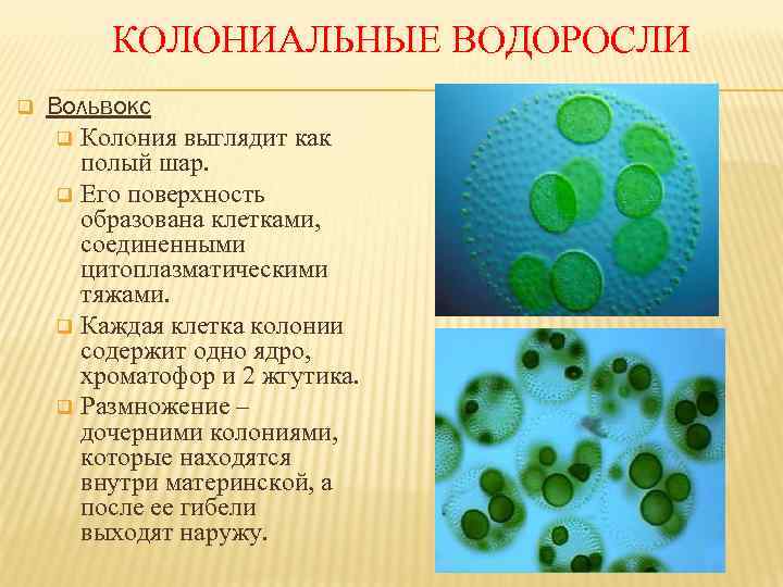 КОЛОНИАЛЬНЫЕ ВОДОРОСЛИ q Вольвокс q Колония выглядит как полый шар. q Его поверхность образована