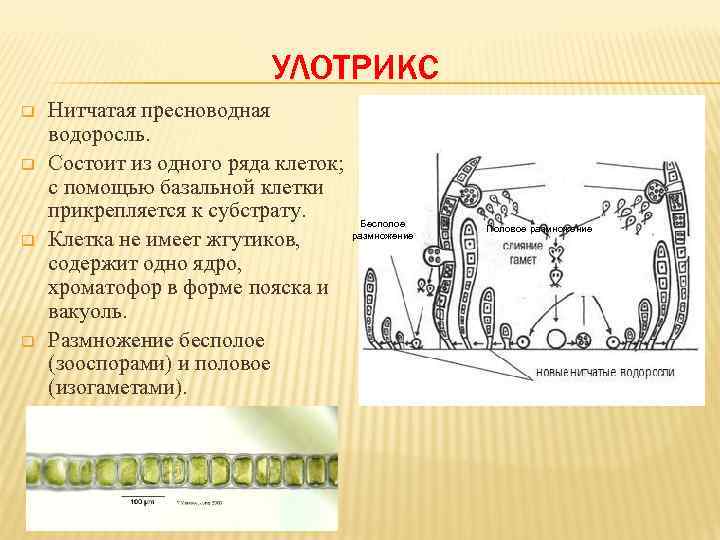 УЛОТРИКС q q Нитчатая пресноводная водоросль. Состоит из одного ряда клеток; с помощью базальной