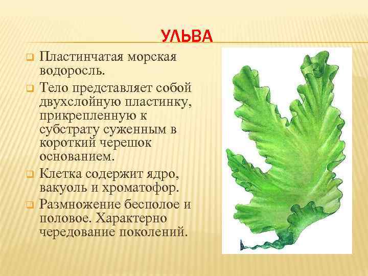 Рассмотрите изображение растений ульва просо томат подпишите их названия под соответствующими