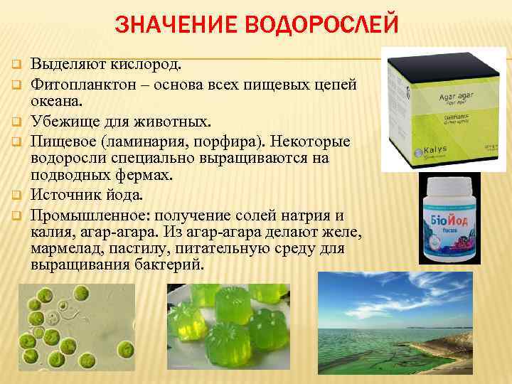 ЗНАЧЕНИЕ ВОДОРОСЛЕЙ q q q Выделяют кислород. Фитопланктон – основа всех пищевых цепей океана.