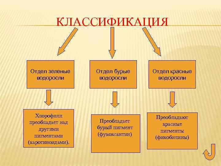 КЛАССИФИКАЦИЯ Отдел зеленые водоросли Хлорофилл преобладает над другими пигментами (каротиноидами). Отдел бурые водоросли Преобладает