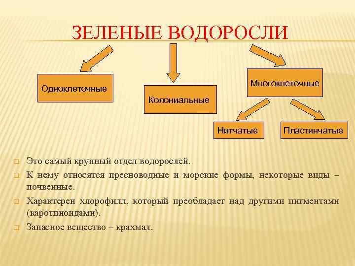 ЗЕЛЕНЫЕ ВОДОРОСЛИ Многоклеточные Одноклеточные Колониальные Нитчатые q q Пластинчатые Это самый крупный отдел водорослей.