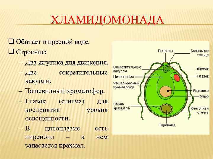 ХЛАМИДОМОНАДА q Обитает в пресной воде. q Строение: – Два жгутика для движения. –