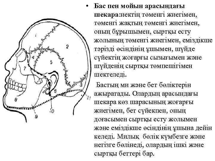  • Бас пен мойын арасындағы шекара: иектің төменгі жиегімен, төменгі жақтың төменгі жиегімен,