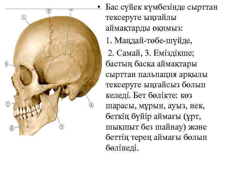  • Бас сүйек күмбезінде сырттан тексеруге ыңғайлы аймақтарды оқимыз: • 1. Маңдай-төбе-шүйде, •