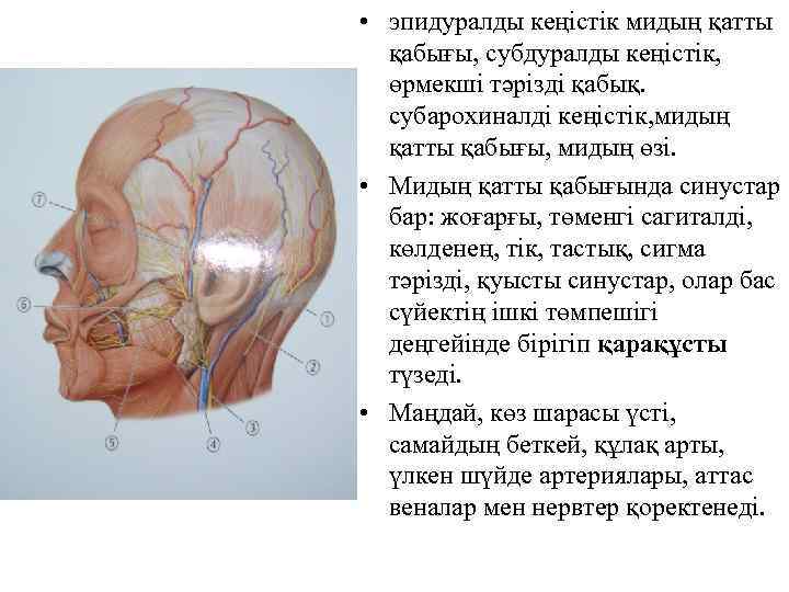  • эпидуралды кеңістік мидың қатты қабығы, субдуралды кеңістік, өрмекші тәрізді қабық. субарохиналді кеңістік,