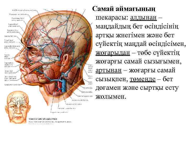  Самай аймағының шекарасы: алдынан – маңдайдың бет өсіндісінің артқы жиегімен және бет сүйектің