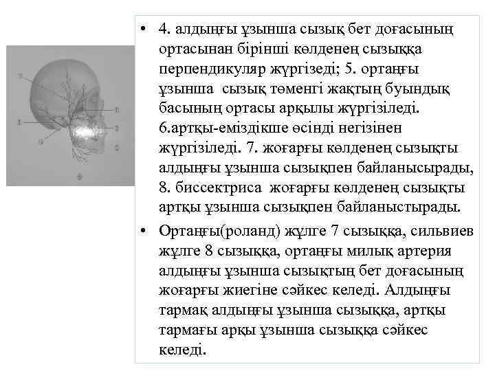  • 4. алдыңғы ұзынша сызық бет доғасының ортасынан бірінші көлденең сызыққа перпендикуляр жүргізеді;