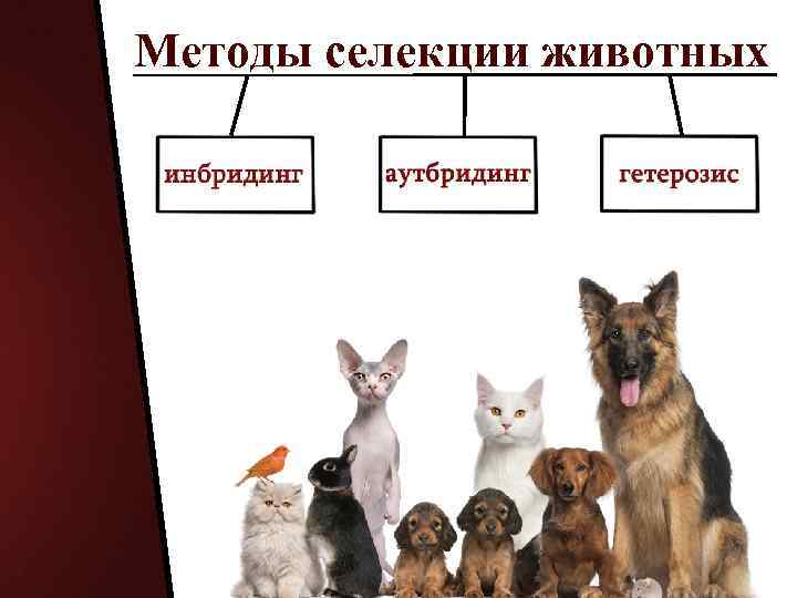 Селекция животных класс. Инбридинг и аутбридинг в селекции животных. Инбридинг аутбридинг гетерозис. Методы селекции животных инбридинг. Родственное скрещивание животных.