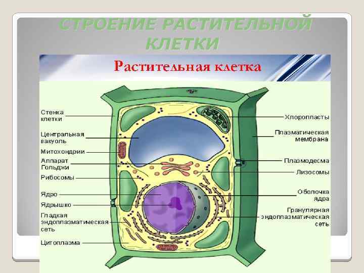 СТРОЕНИЕ РАСТИТЕЛЬНОЙ КЛЕТКИ 