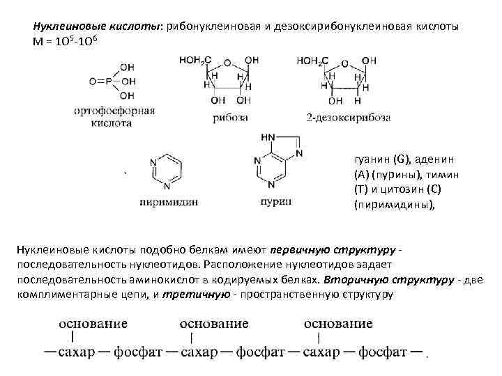 Нуклеиновые кислоты: рибонуклеиновая и дезоксирибонуклеиновая кислоты М = 1 О 5 -1 О 6