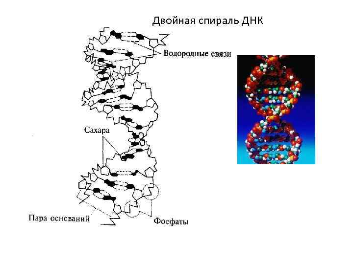 Двойная спираль ДНК 
