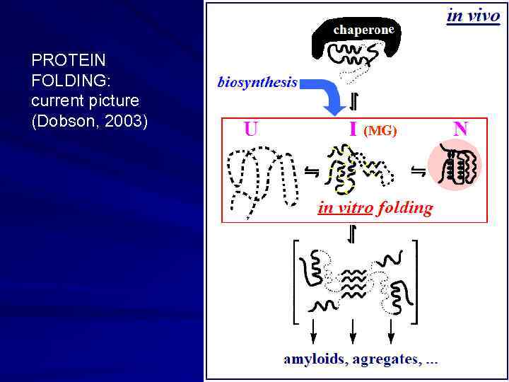 e PROTEIN FOLDING: current picture (Dobson, 2003) (MG) 