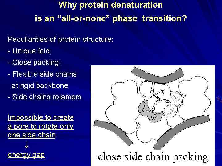 Why protein denaturation is an “all-or-none” phase transition? Peculiarities of protein structure: - Unique