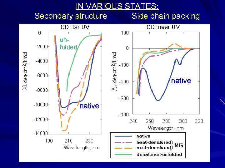 IN VARIOUS STATES: Secondary structure Side chain packing unfolded native 