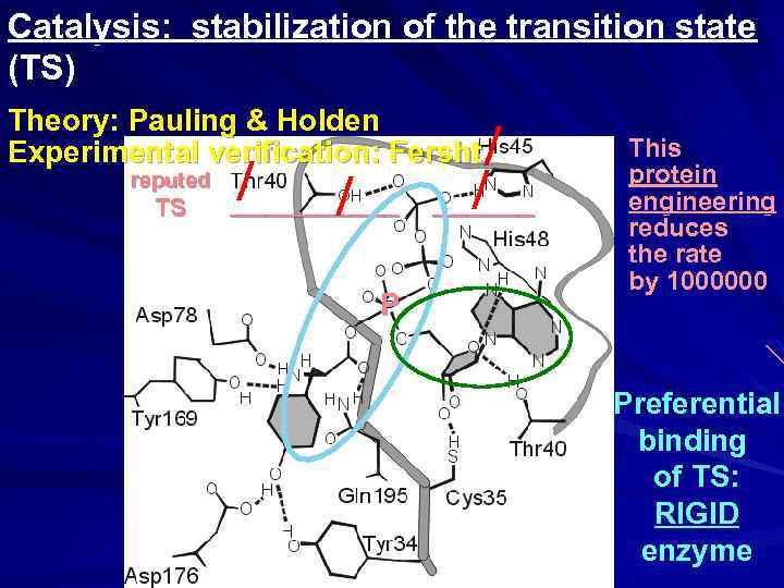 Catalysis: stabilization of the transition state (TS) Theory: Pauling & Holden Experimental verification: Fersht