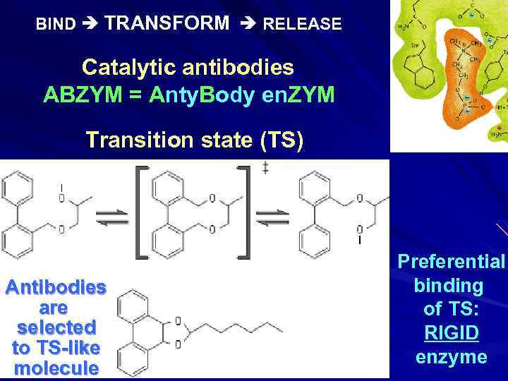 BIND TRANSFORM RELEASE Catalytic antibodies ABZYM = Anty. Body en. ZYM Transition state (TS)