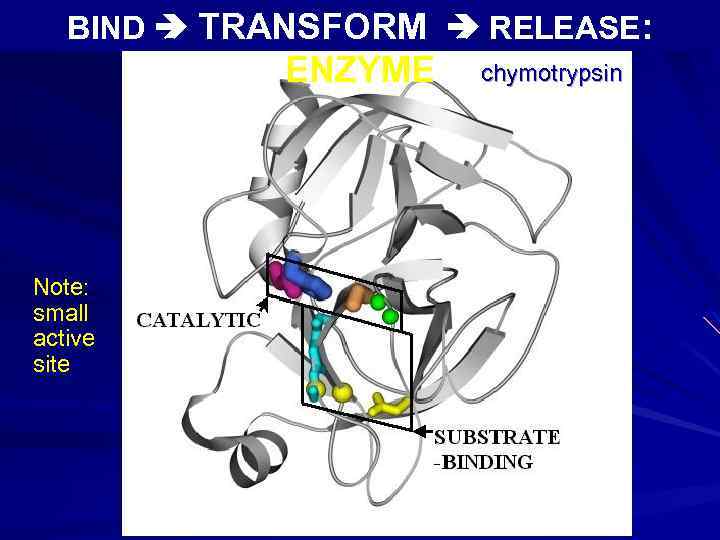 BIND TRANSFORM RELEASE: ENZYME Note: small active site chymotrypsin 