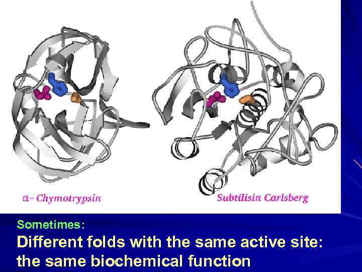 Sometimes: Different folds with the same active site: the same biochemical function 