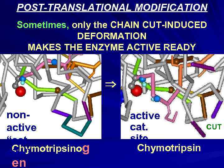 POST-TRANSLATIONAL MODIFICATION Sometimes, only the CHAIN CUT-INDUCED DEFORMATION MAKES THE ENZYME ACTIVE READY nonactive