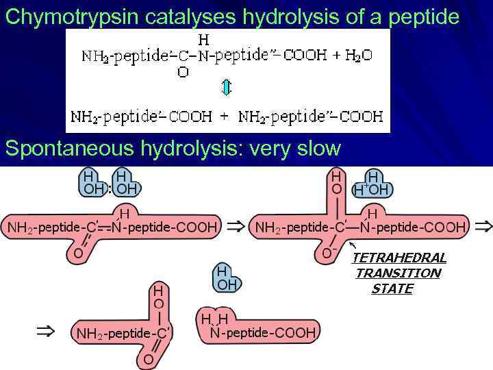 Chymotrypsin catalyses hydrolysis of a peptide Spontaneous hydrolysis: very slow 