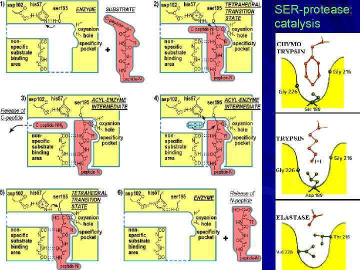 SER-protease: catalysis 