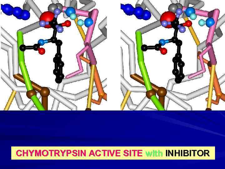 CHYMOTRYPSIN ACTIVE SITE with INHIBITOR 