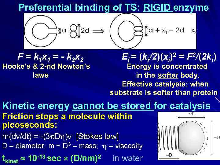 Preferential binding of TS: RIGID enzyme F = k 1 x 1 = -