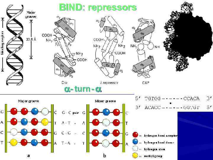 BIND: repressors - turn - 