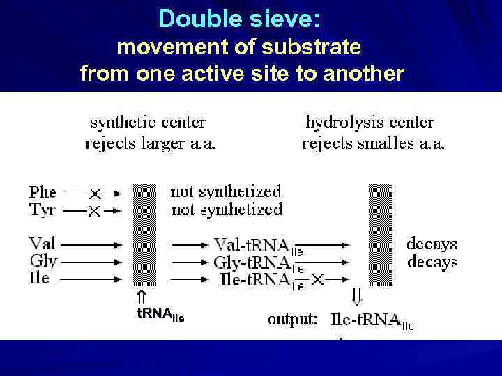 Double sieve: movement of substrate from one active site to another t. RNAIle 