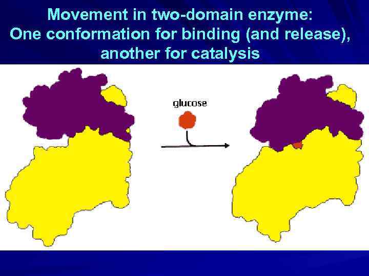 Movement in two-domain enzyme: One conformation for binding (and release), another for catalysis 