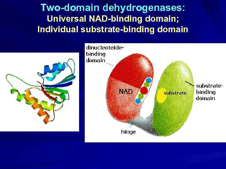 Two-domain dehydrogenases: Universal NAD-binding domain; Individual substrate-binding domain 