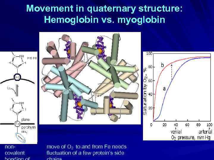 Movement in quaternary structure: Hemoglobin vs. myoglobin noncovalent move of O 2 to and