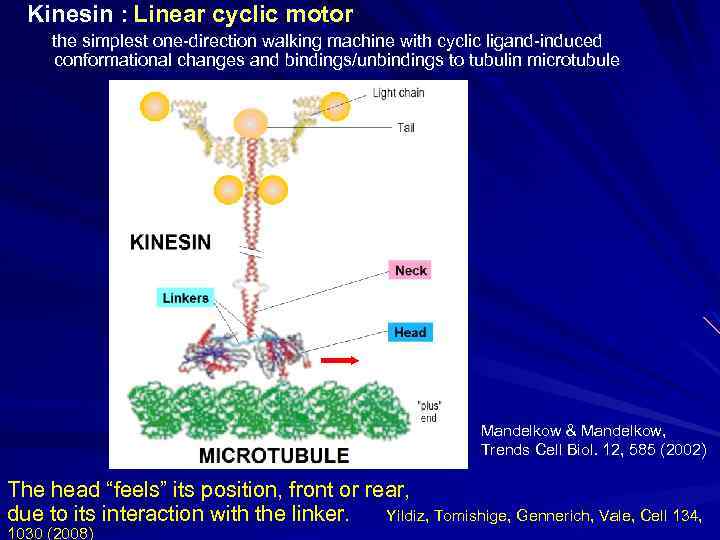 Kinesin : Linear cyclic motor the simplest one-direction walking machine with cyclic ligand-induced conformational