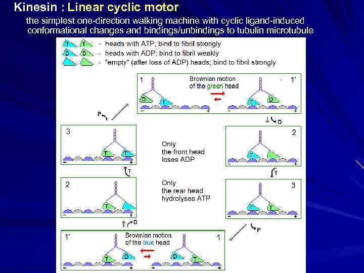 Kinesin : Linear cyclic motor the simplest one-direction walking machine with cyclic ligand-induced conformational