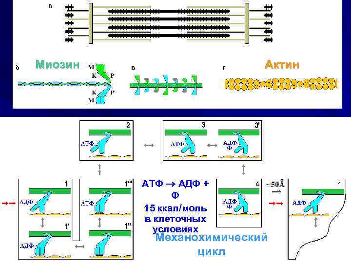 Актин и миозин рисунок