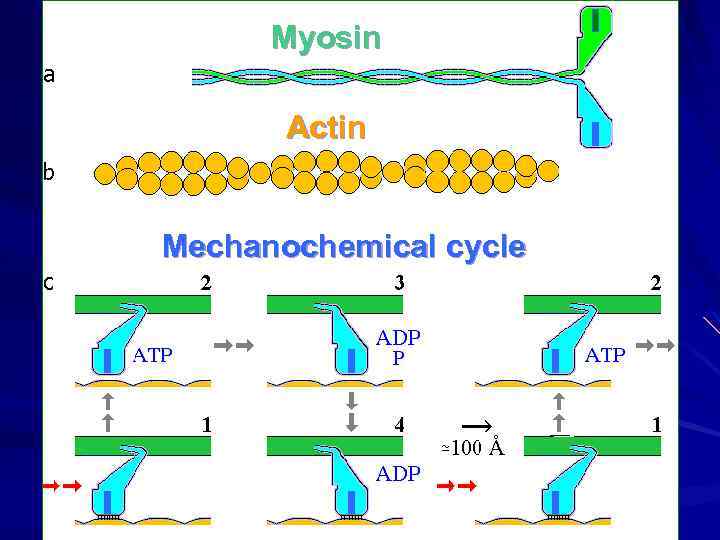 Myosin Actin Mechanochemical cycle 