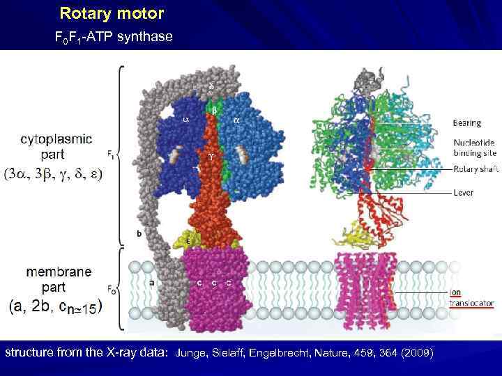 Rotary motor F 0 F 1 -ATP synthase structure from the X-ray data: Junge,