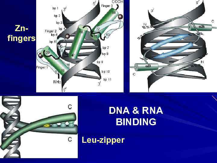 Znfingers DNA & RNA BINDING Leu-zipper 