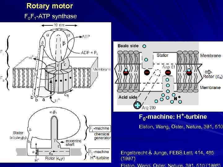 Rotary motor F 0 F 1 -ATP synthase Basic side Acid side F 0