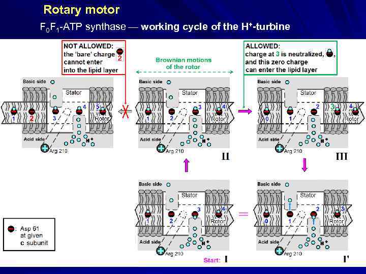 Rotary motor F 0 F 1 -ATP synthase working cycle of the H+-turbine 