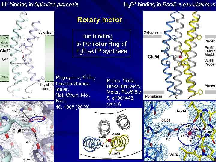 H+ binding in Spirulina platensis H 3 O+ binding in Bacillus pseudofirmus Rotary motor